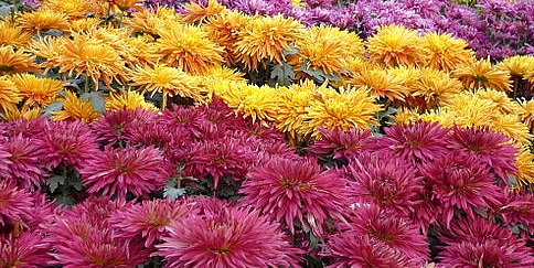 Chrysanthemum_images