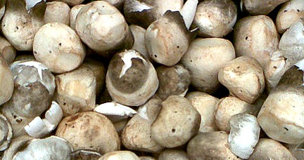 Straw_Mushroom