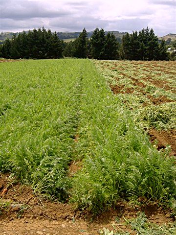 carrot-farm