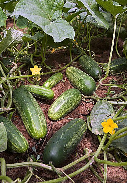 cucumber-farm