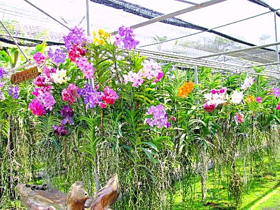 orchid-farm