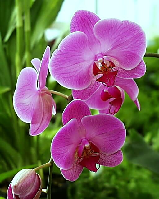 orchid