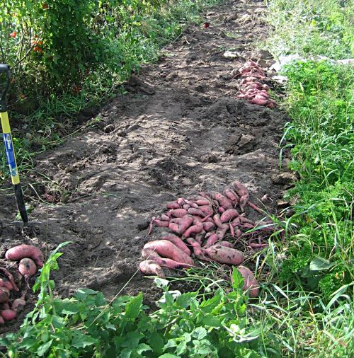 sweet-potato-harvest