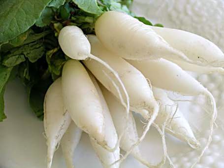 radish-1