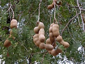 sweet-tamarind-tree