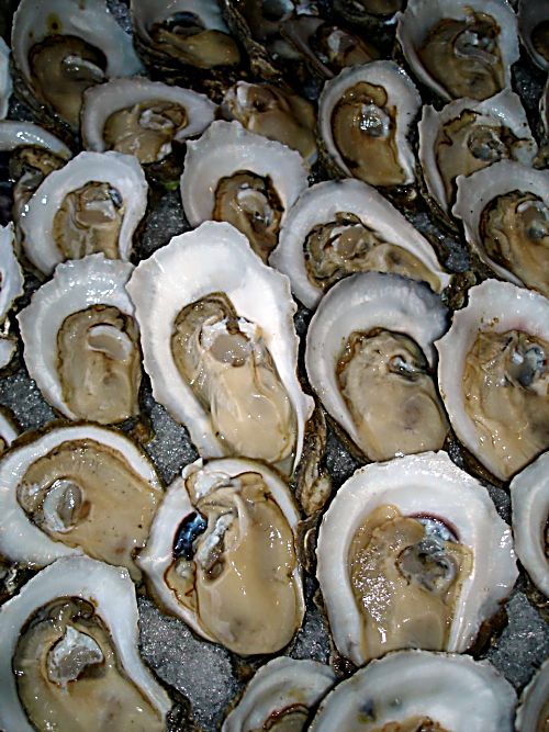 best oyster spat in mississippi