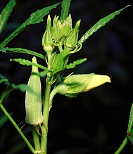 okra-plant