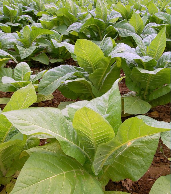 Tobacco Production - Franchise, Business and Entrepreneur