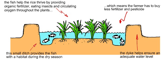 Rice-Fish Culture