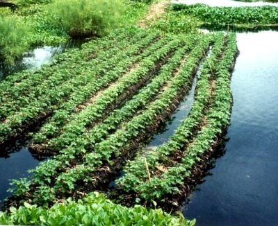 How to make Floating Gardens - Franchise, Business and Entrepreneur